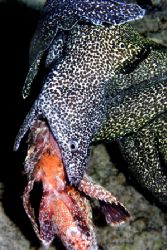 spotted eel dining on scorpion fish, night dive, Bonaire by T. Singer 